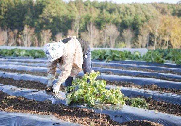 農業における労働基準法適用